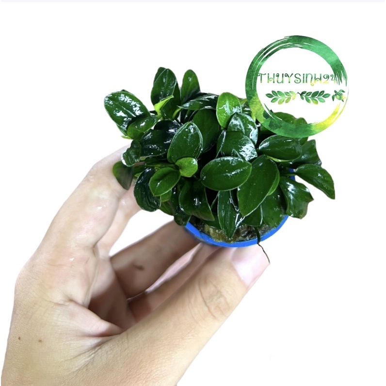 Ráy nana petite - Ráy nhiều ngọn - form lá đẹp hơn nana tàu dễ trồng không cần co2