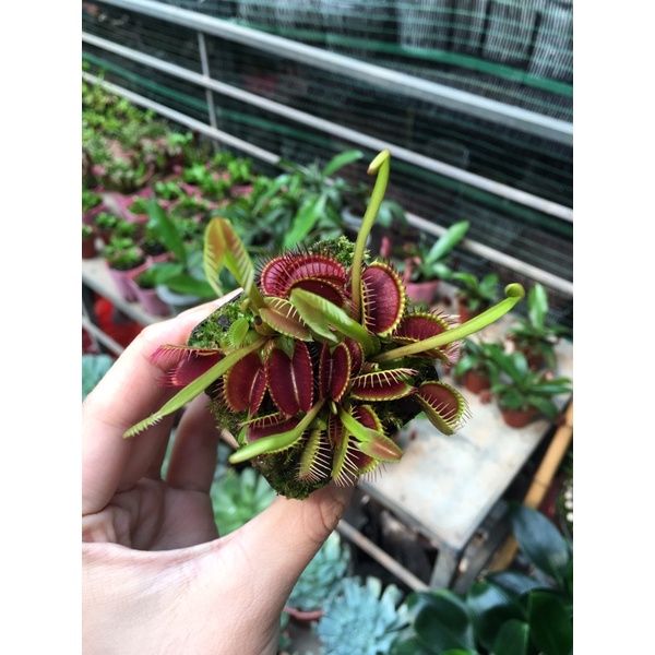 Cây bẫy kẹp - venus flytrap Red Piranha