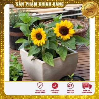 Bộ gói hạt giống Hướng dương