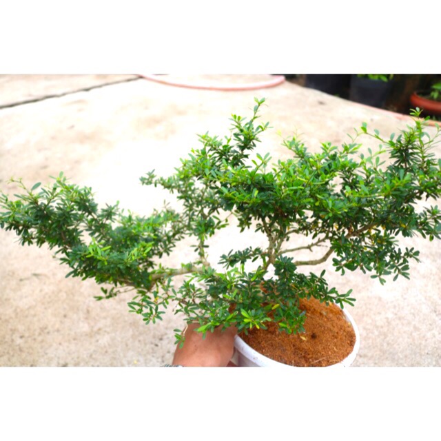 Cây Linh Sam phôi Bonsai