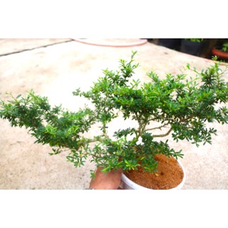 Cây Linh Sam phôi Bonsai