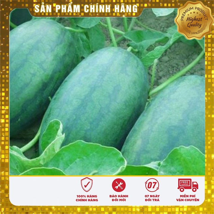 Hạt giống Dưa hấu cao sản năng suất