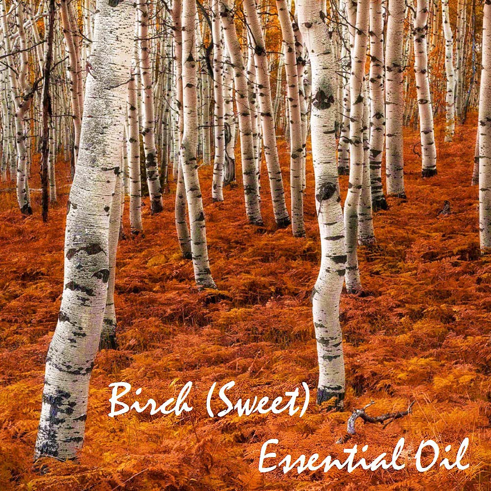 Tinh dầu Bạch Dương Birch Essential Oil (Sweet)