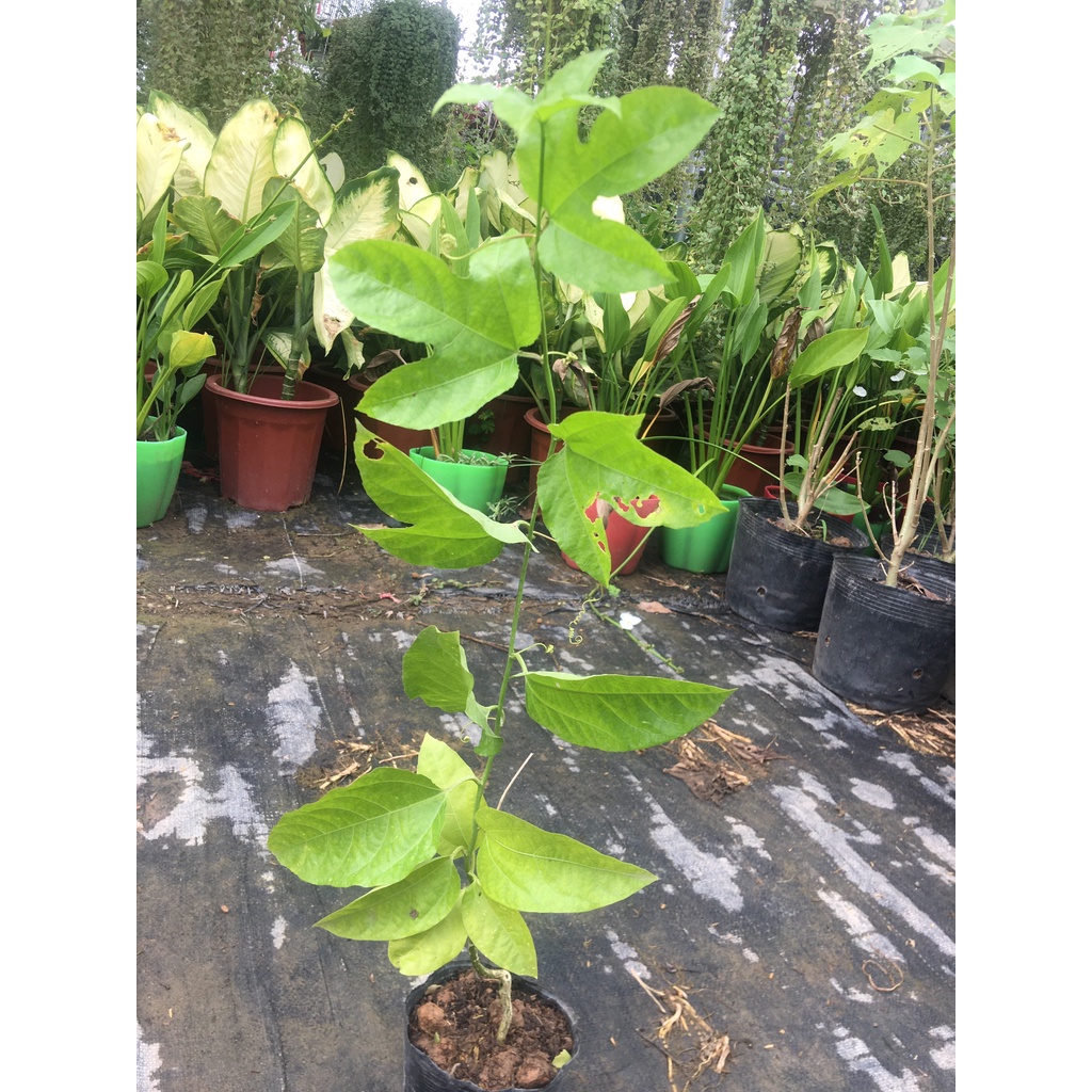 Cây giống chanh leo tím sai quả, cao 40-50cm