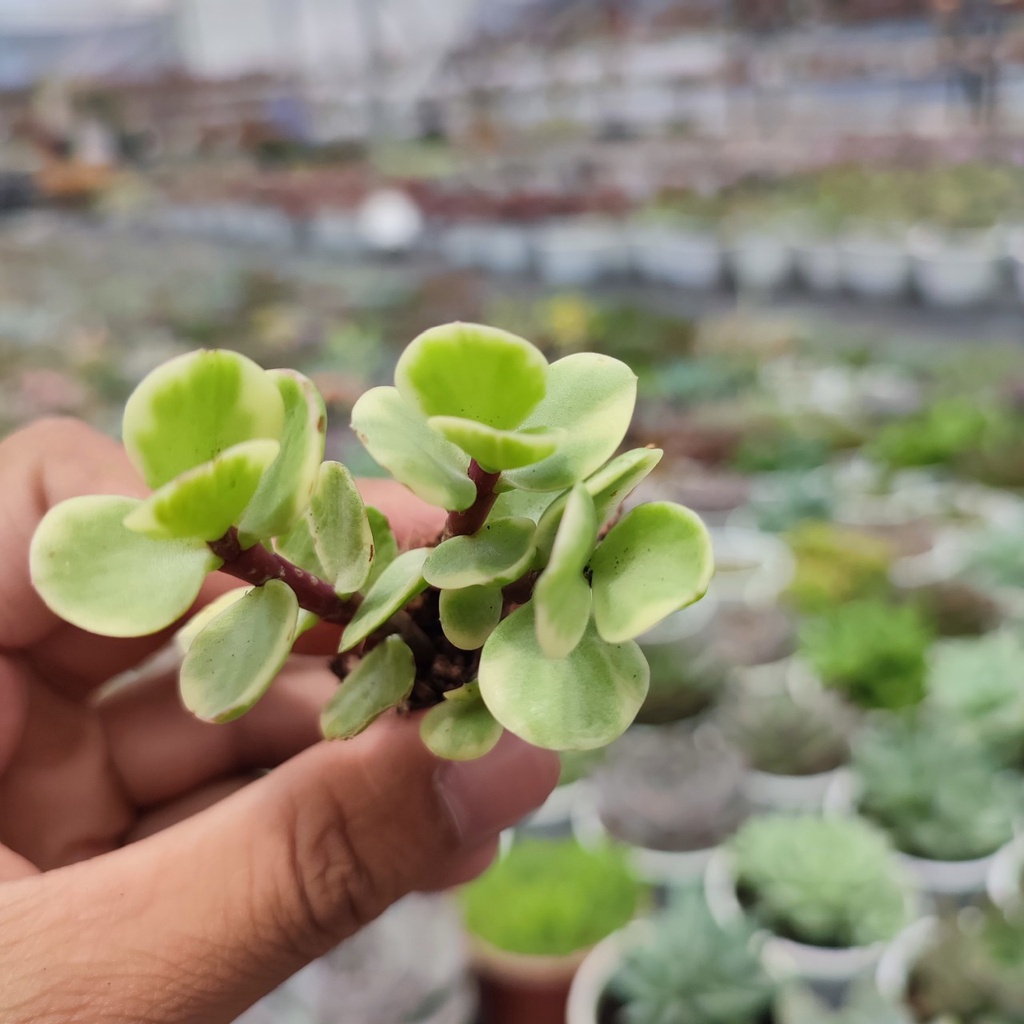 Sen Đá Đô La Trắng Size Mini 2.5-4cm, Vườn Sen Đá PANDAA GARDEN Xuất Xứ Đà Lạt, Cây Khoẻ Cực Dễ Chăm Trồng, Lỗi 1 Đổi 1