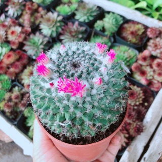 Cây xương rồng nở bông