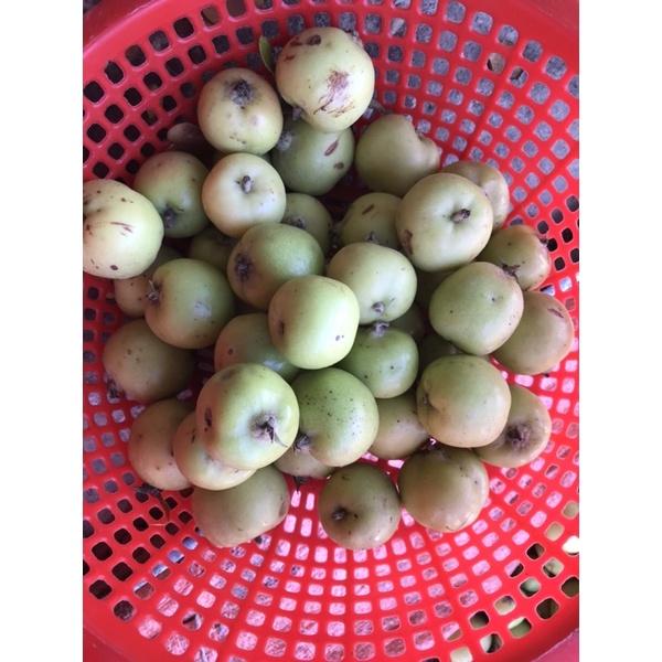 Táo mèo tươi rừng Sìn Hồ