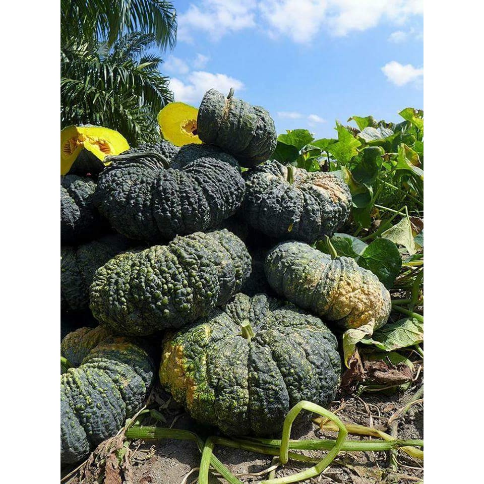 HẠT GIỐNG BÍ RỢ DA CÓC F1, BÍ ĐỎ, BÍ NGÔ - GÓI 2 GRAM