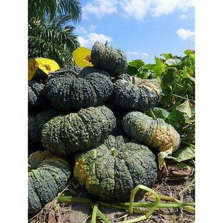 HẠT BÍ ĐỎ BÍ RỢ DA CÓC F1 - GÓI 2 GRAM