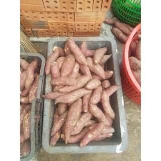 Combo 5kg khoai lang mật Đà Lạt