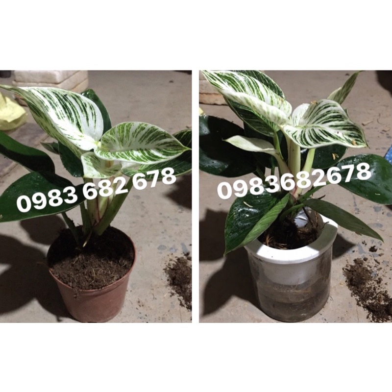 Trầu bà kim cương