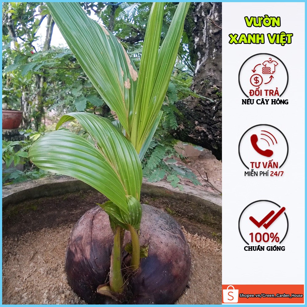 Cây dừa xiêm lùn xanh siêu trái, cây con giống F1 khỏe mạnh nhanh phát triển - Vườn Xanh Việt