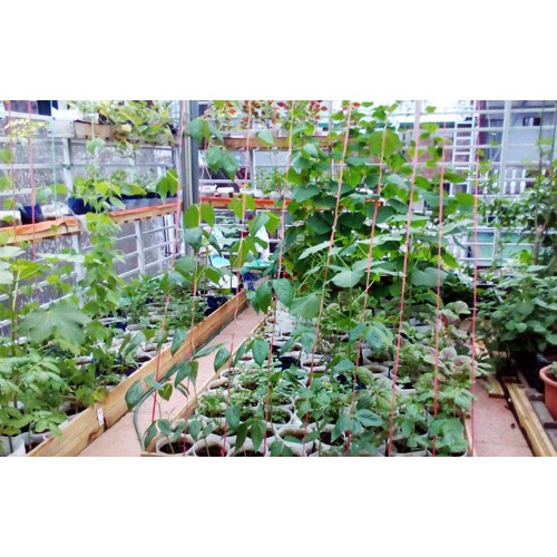 Túi PE trồng cây rau, hoa bền tiện lợi