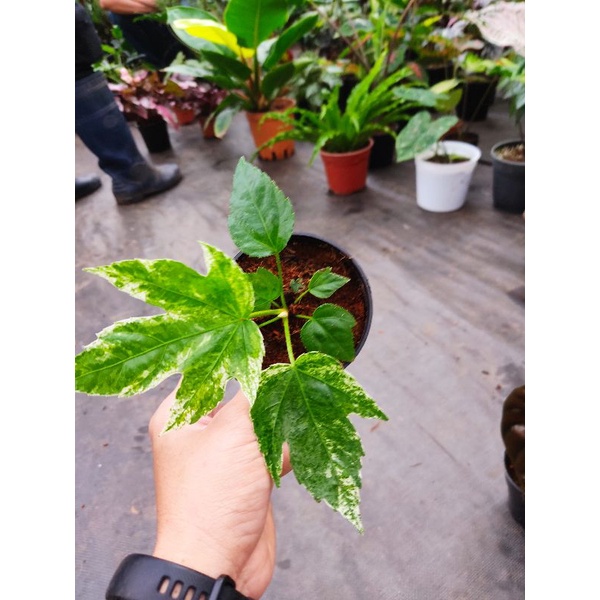 Chậu cứng 3 loại: rồng đỏ, fatsia, công chúa hồng