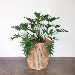 Cây trầu bà chân vịt lớn