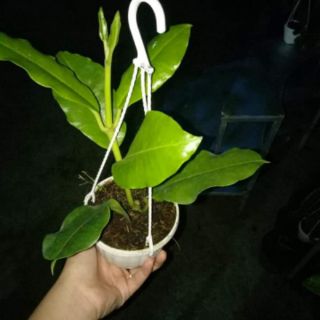 Cẩm cù khủng long vàng