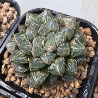 Haworthia sen kim cương 1