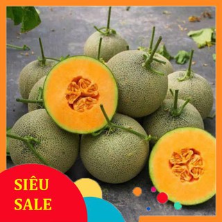 0,5g Hạt giống Dưa Lưới F1 (tặng gói kích nẩy mầm và hướng dẫn) VIETPHAT