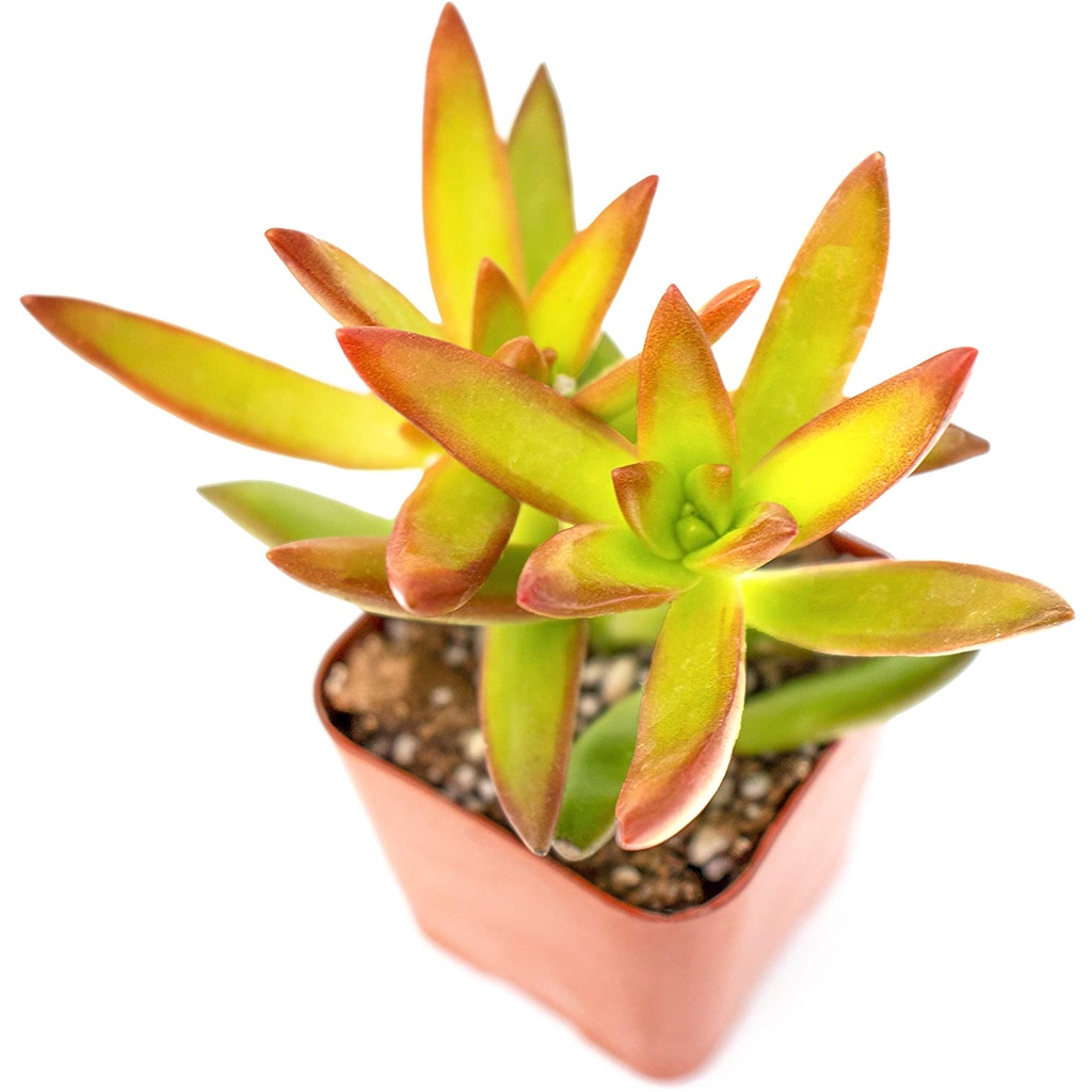 HẠT GIỐNG SEN ĐÁ CÁC LOẠI DỄ TRỒNG MIX Cây Mọng Nước (Cây Trồng Chậu trồng cây bằng đất | Cây mọng nước sống để bàn)