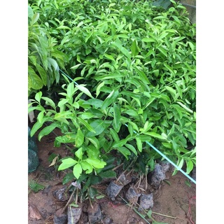CÂY GIỐNG CHANH VÀNG TỨ QUÝ