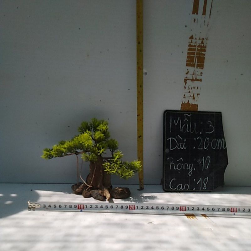 Bonsai bể cá cảnh- bonsai hồ thủy sinh