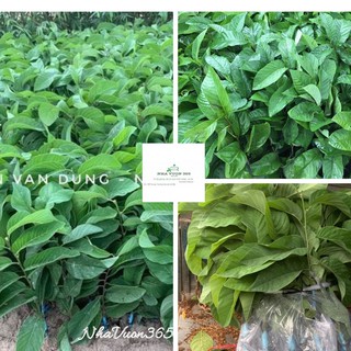 Cây giống na thái siêu trái thu hoạch năng suất (ảnh thật cây giống có sẵn tại vườn)