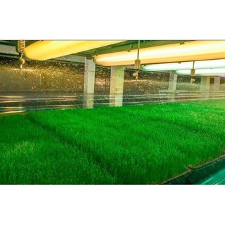 100gr bột cỏ lúa mì sấy lạnh nguyên chất