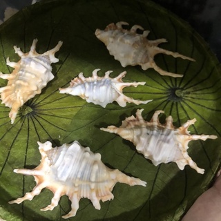 Vỏ ốc tắc kè dùng trang trí nhà cửa, làm phụ kiện trang trí, phụ kiện chụp hình.