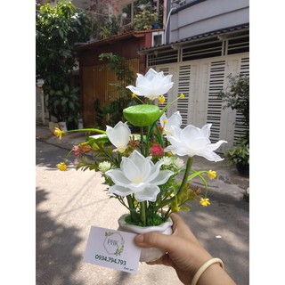 Chậu Sen Trắng thành phẩm 25-30cm