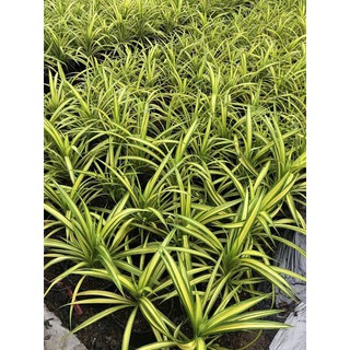 Cây dứa sọc vàng