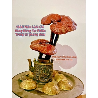 100Gr Nấm linh chi rừng đỏ may mắn