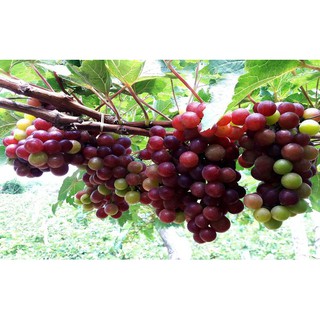 Cây nho Ninh Thuận ghép 2 tháng