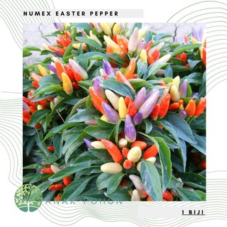 Hạt giống Ớt Numex Easter Ớt Cầu vồng 15h
