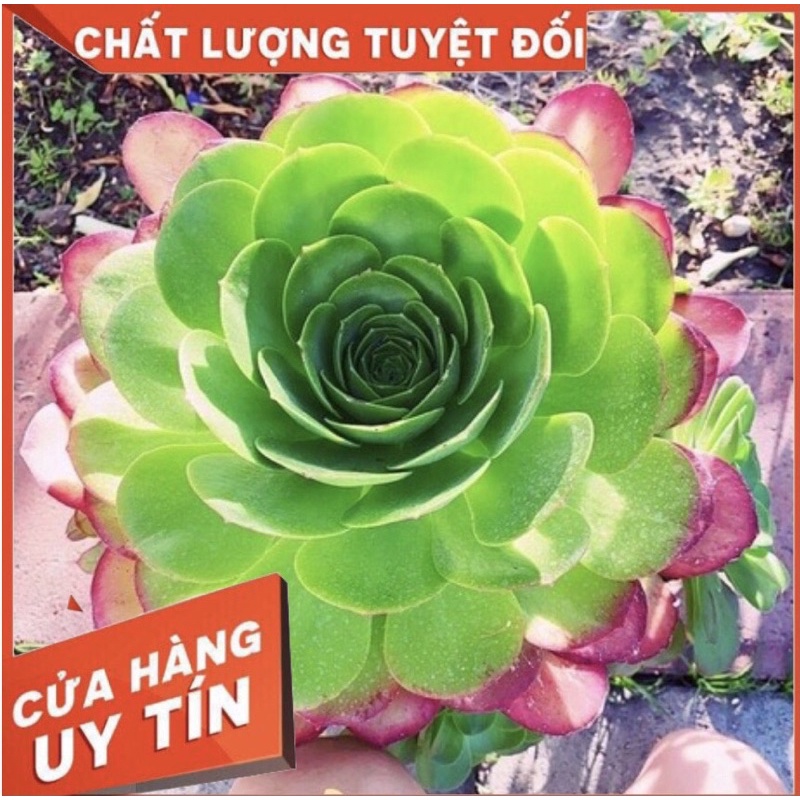 sen đá aeonium, size thụ, sen đá Đà Lạt