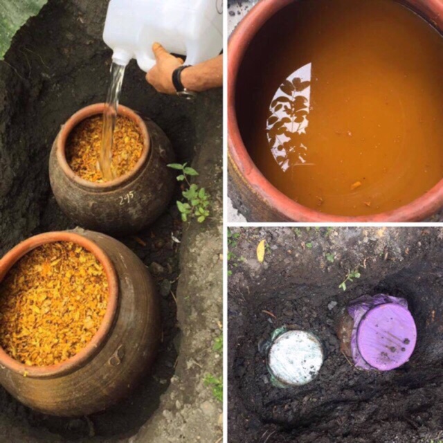 FREE SHIP 2 lít bằng 4 chai cốt gừng nghệ hạ thổ nguyên chất cho các mẹ sau sinh