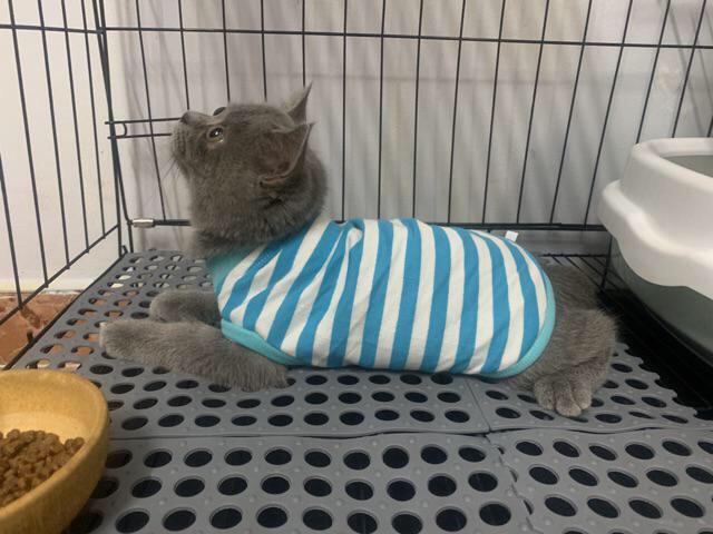 Tấm thảm nhựa lót sàn chuồng chó, mèo chất lượng