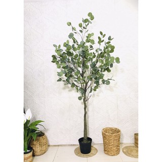 Cây bạch đàn 165cm - cây giả decor