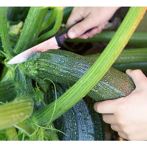 HẠT GIỐNG BÌ NGÒI XANH Cocozelle mùa hè, Gia truyền, Tuyệt vời để nấu ăn, Salad