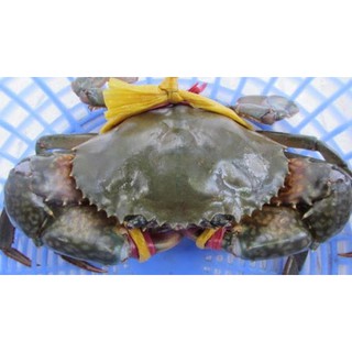 Cua biển Quảng Yên (size 3 con/kg)