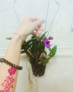 MỰC VẼ HENNA SIÊU ĐẸP GIÁ 28K
