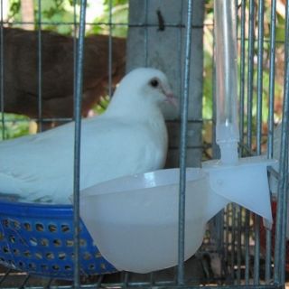 Máng uống tự động chim gà