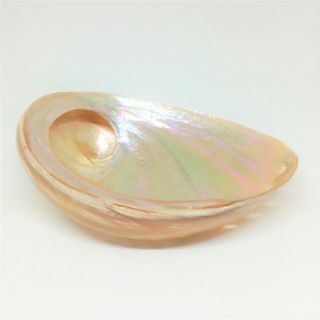 Vỏ Ốc Xà Cừ Trắng Cao Cấp - Vỏ Ốc Trang Trí