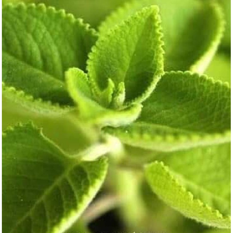 Hạt giống Rau Húng chanh hay tần dày lá -