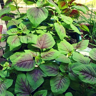 BỘ 3 GÓI HẠT GIỐNG RAU DỀN TIỀU