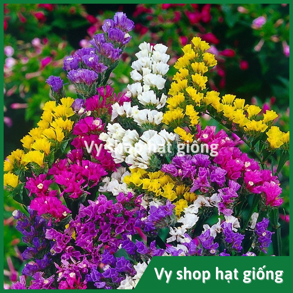 Hạt giống hoa salem Thái Lan gói 100 hạt mix màu