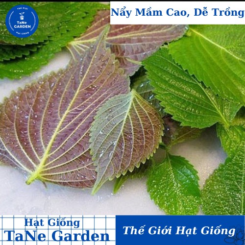 2Gr Hạt Giống Rau Tía Tô - TaNe Garden