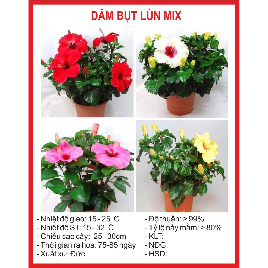 Hạt giống hoa Dâm Bụt Lùn Mix 5 Hạt