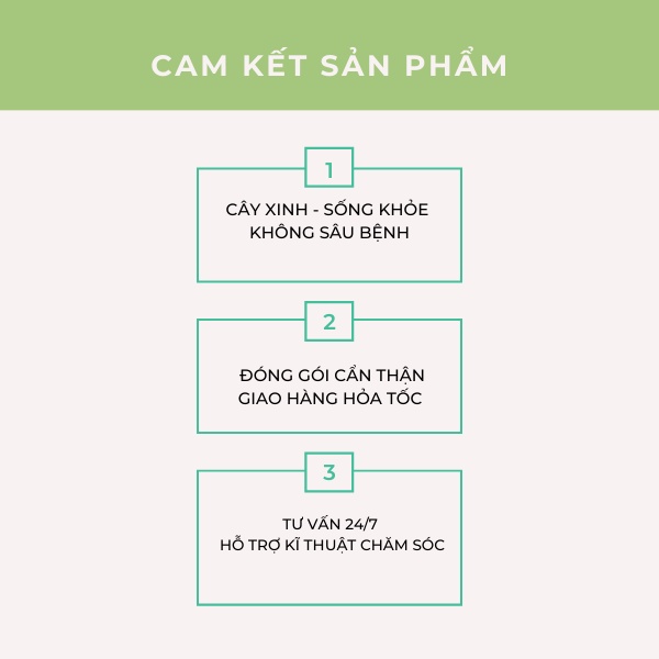 Cây lưỡi hổ Thái , cây phong thủy trồng trong nhà, cây cảnh mini để bàn trang trí nội thất văn phòng