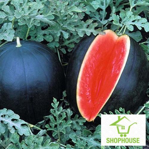 Shophouse hạt giống quả dưa hấu đen ruột đỏ 10 hạt  SHOP HOUSE  TẾT KHUYẾN MẠI