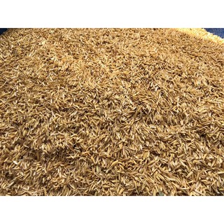 Vỏ trấu khô - 2kg